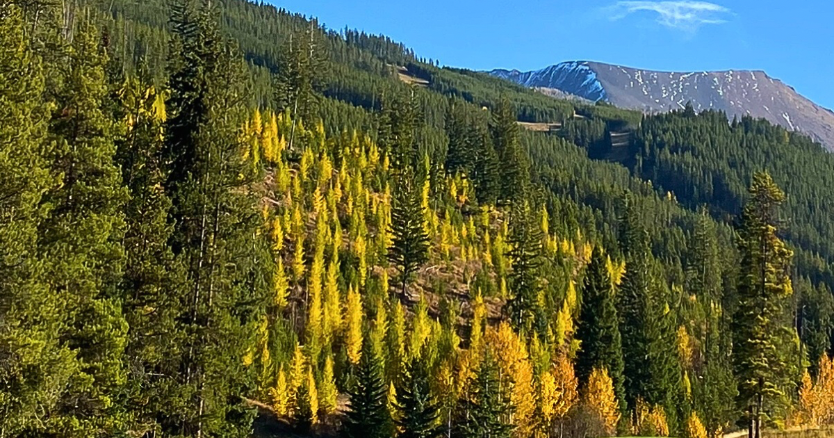 Real Estate Update, Home Decorating, Indoor Air Quality, Home Tips, Home Health, Invermere, Windermere, Canal Flats, Fairmont Hot Springs, Radium Hot Springs, Columbia Valley, Columbia River, 